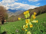 In Canto Alto da Cler di Sedrina-2apr24  - FOTOGALLERY